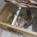 Chickens For Free