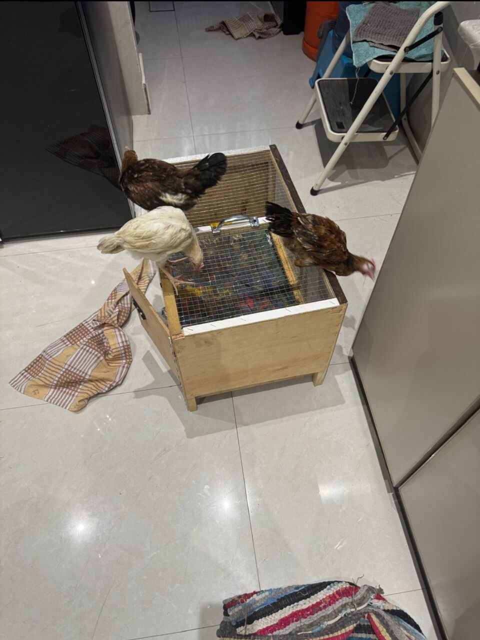 Riyadh, Pet Adoption, Chickens For Free