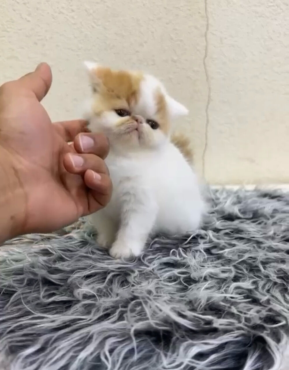 Riyadh, Pet Adoption, Female Kitten - Exotic Shorthair