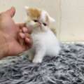 Female Kitten - Exotic Shorthair