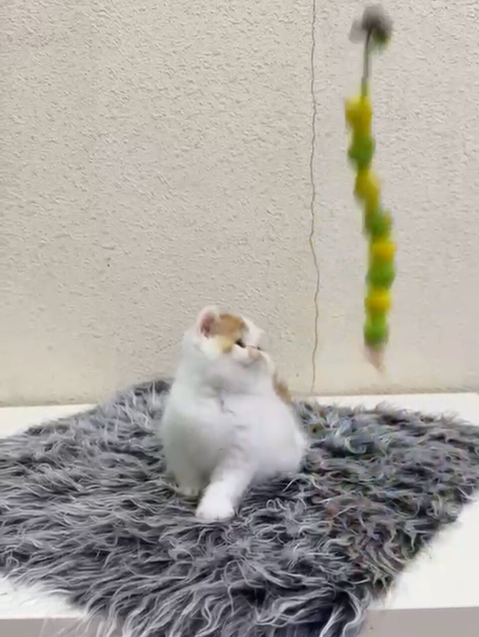 Riyadh, Pet Adoption, Female Kitten - Exotic Shorthair