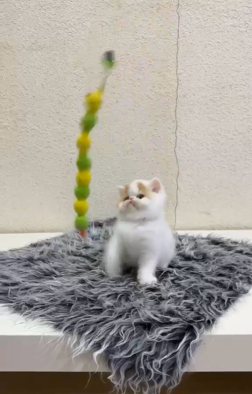 Riyadh, Pet Adoption, Female Kitten - Exotic Shorthair