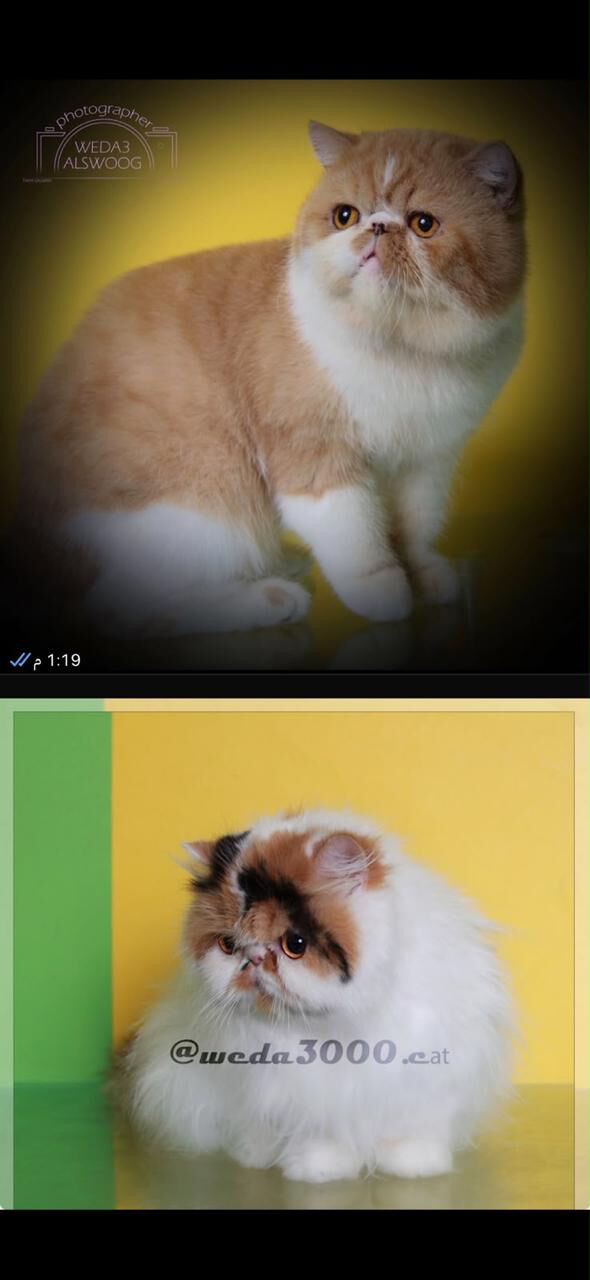 Riyadh, Pet Adoption, Female Kitten - Exotic Shorthair