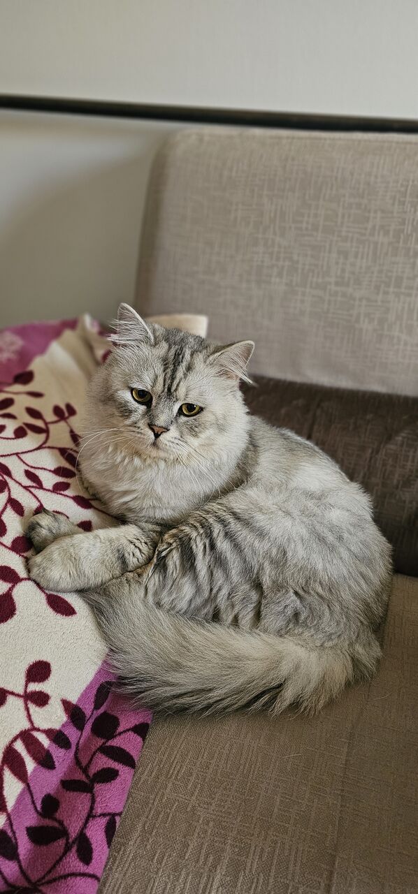 Hidd, Pet Adoption, 2 Handsome Male Cats For Adoption