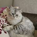 2 Handsome Male Cats For Adoption
