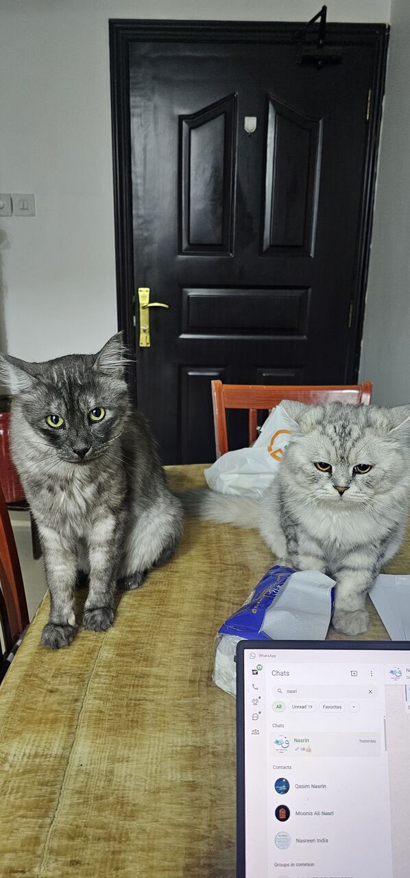 Hidd, Pet Adoption, 2 Handsome Male Cats For Adoption