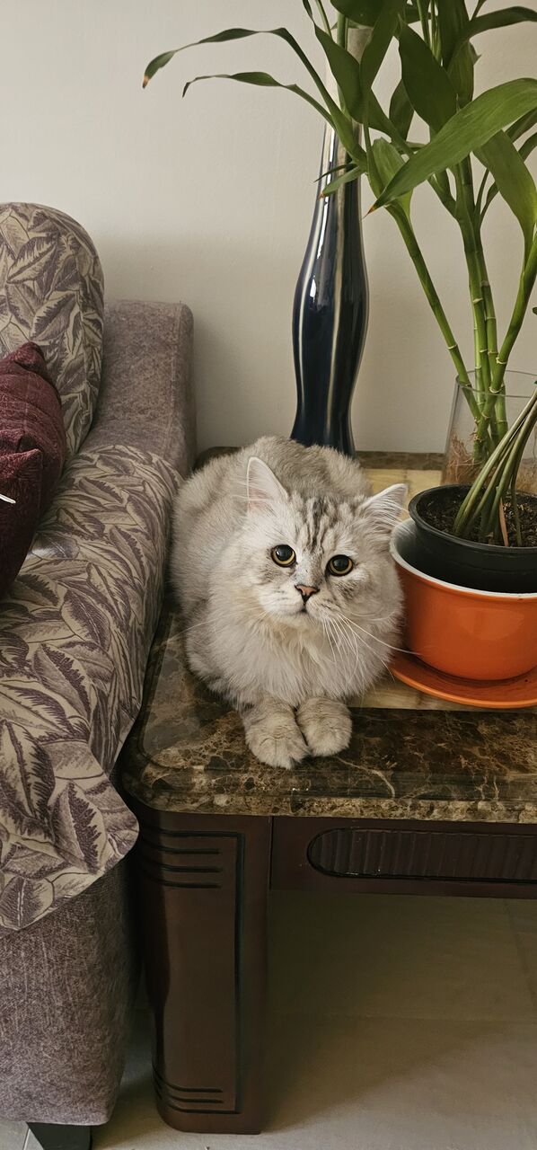 Hidd, Pet Adoption, 2 Handsome Male Cats For Adoption