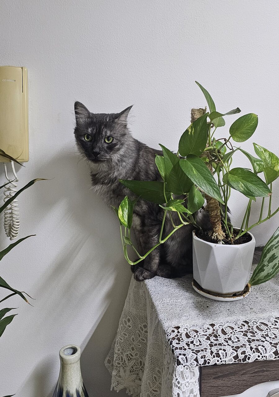 Hidd, Pet Adoption, 2 Handsome Male Cats For Adoption