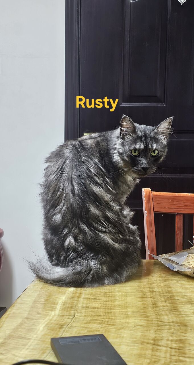 Hidd, Pet Adoption, 2 Handsome Male Cats For Adoption