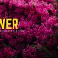 Flower Art Paintings? Enter TERAVARNA&rsquo;s Contest Now