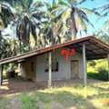 THB 3734000,  3 BR,  4176 Sq. Feet,  Single House For Sale In Surat Thani, Phra Saeng District, Ban Ton Sai-Bang Fai Road.