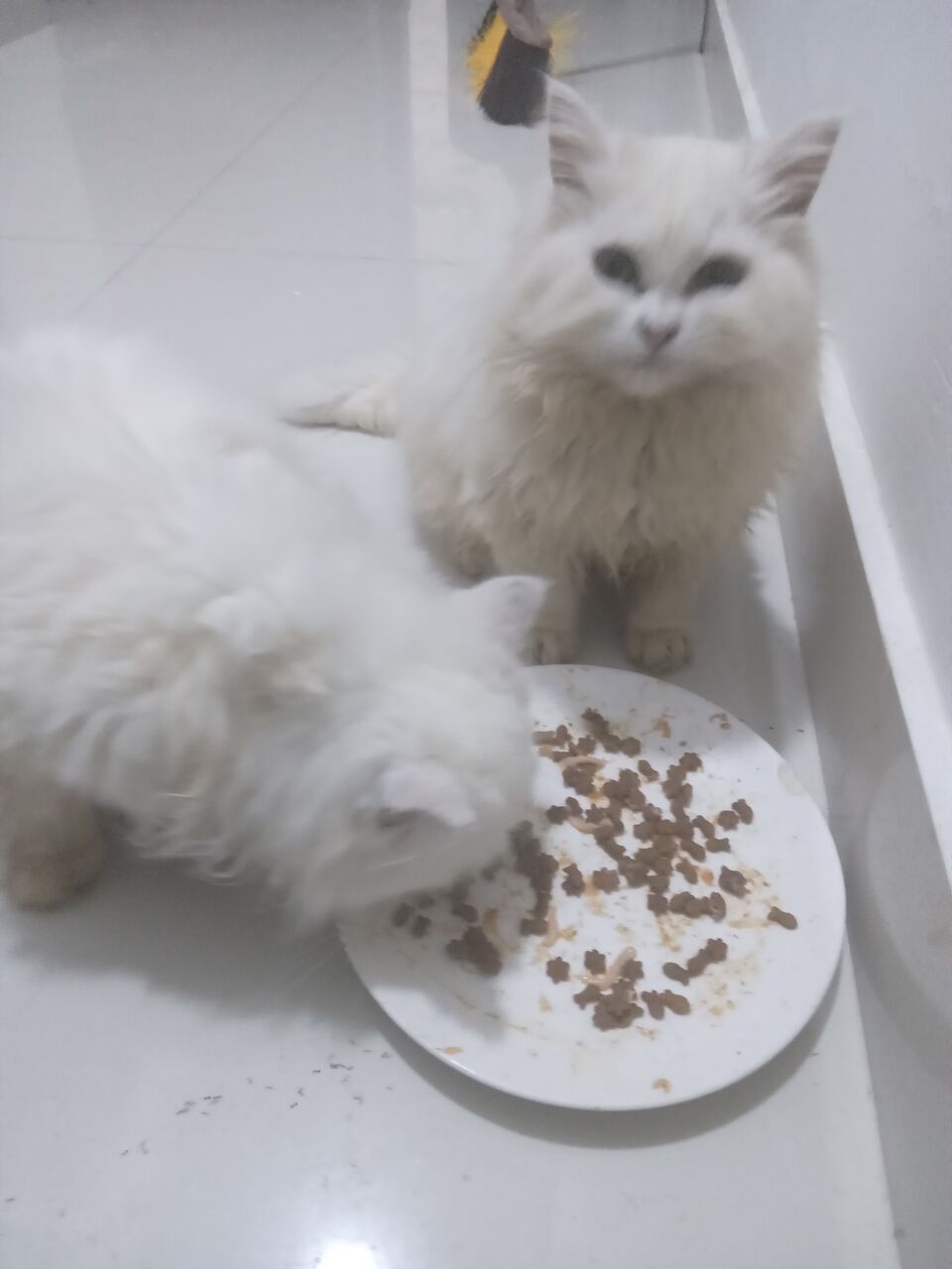 East Riffa, Free Items, Male & Female Cats For Adoption