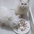 Male & Female Cats For Adoption