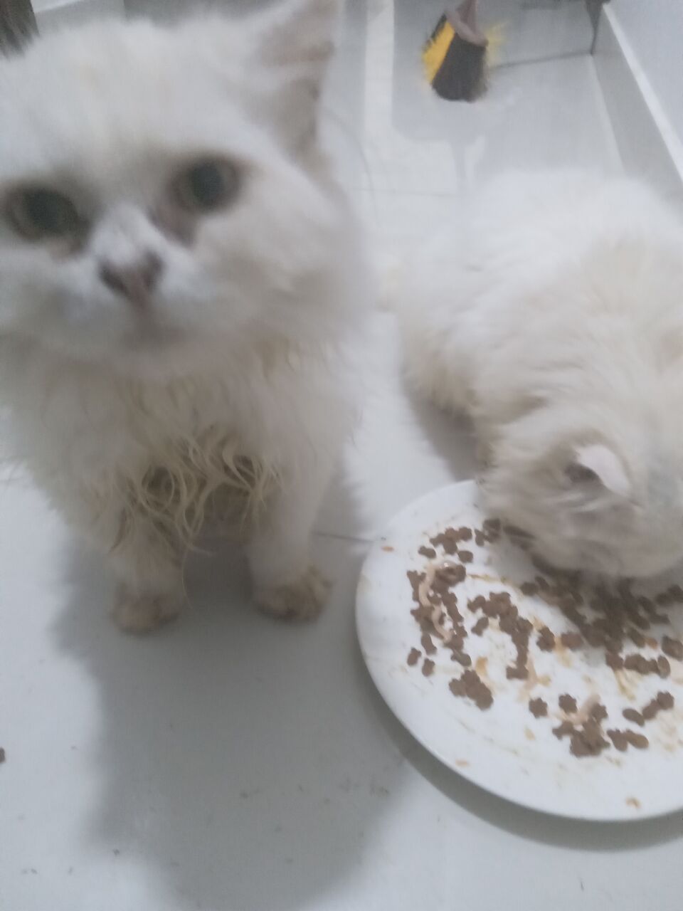 East Riffa, Free Items, Male & Female Cats For Adoption