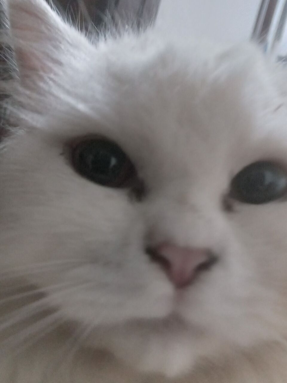 East Riffa, Free Items, Male & Female Cats For Adoption