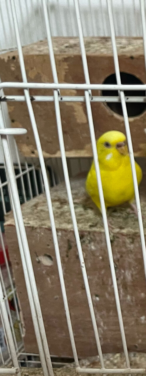 Zinj, Pet Supplies, BHD 7,  A Pair Of Love Birds