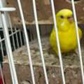 BHD 7,  A Pair Of Love Birds