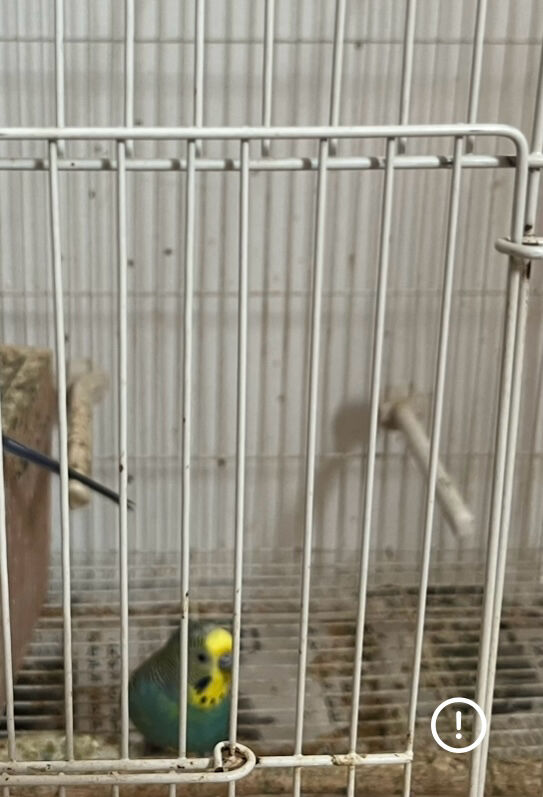 Zinj, Pet Supplies, BHD 7,  A Pair Of Love Birds