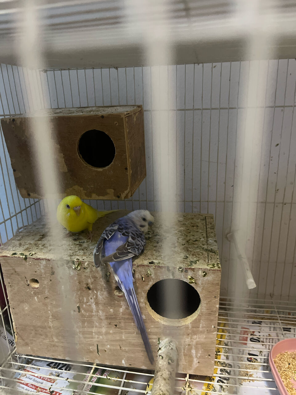 Zinj, Pet Supplies, BHD 7,  A Pair Of Love Birds