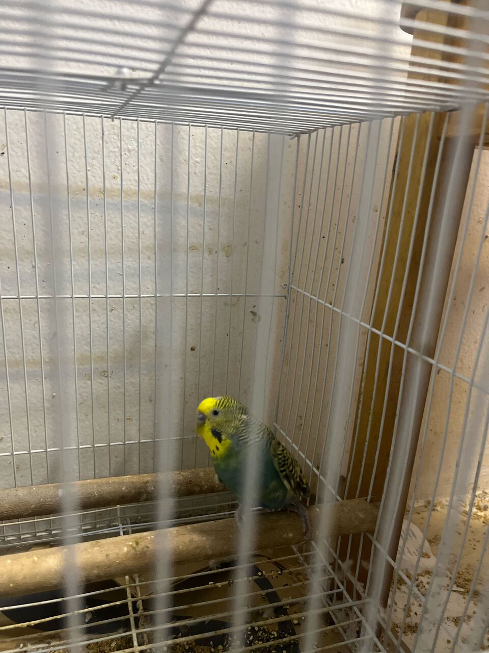 Zinj, Pet Supplies, BHD 7,  A Pair Of Love Birds