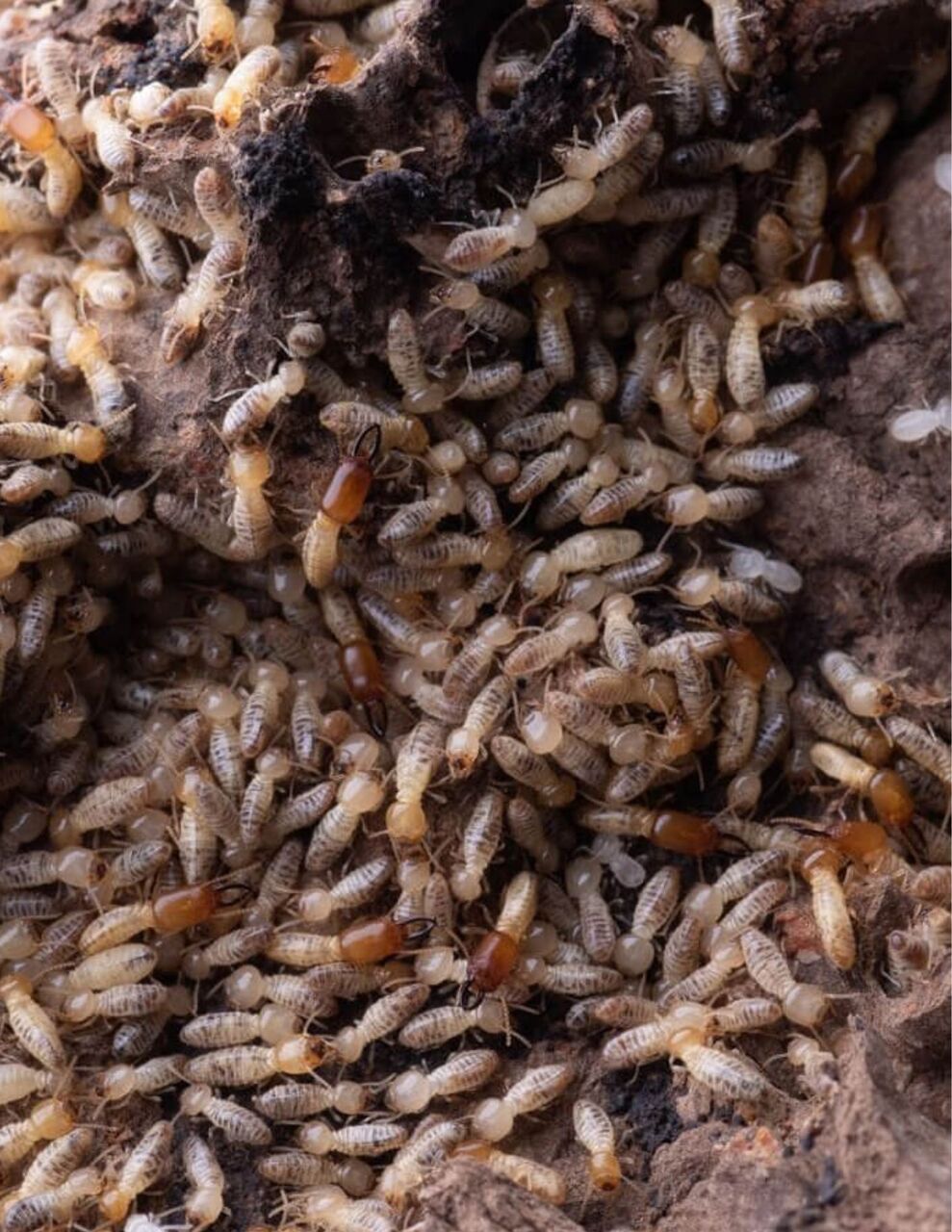 New York, Pest Control, Could Hidden Wood Damage Be Caused By Beetles?
