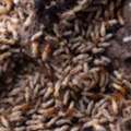 Could Hidden Wood Damage Be Caused By Beetles?