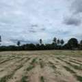 THB 5000,  2800 Sq. Feet,  Land For Rent In Ban Bueng, Chonburi Land For Rent, 7 Rai, Yellow Area, Rent 5,000 Baht
