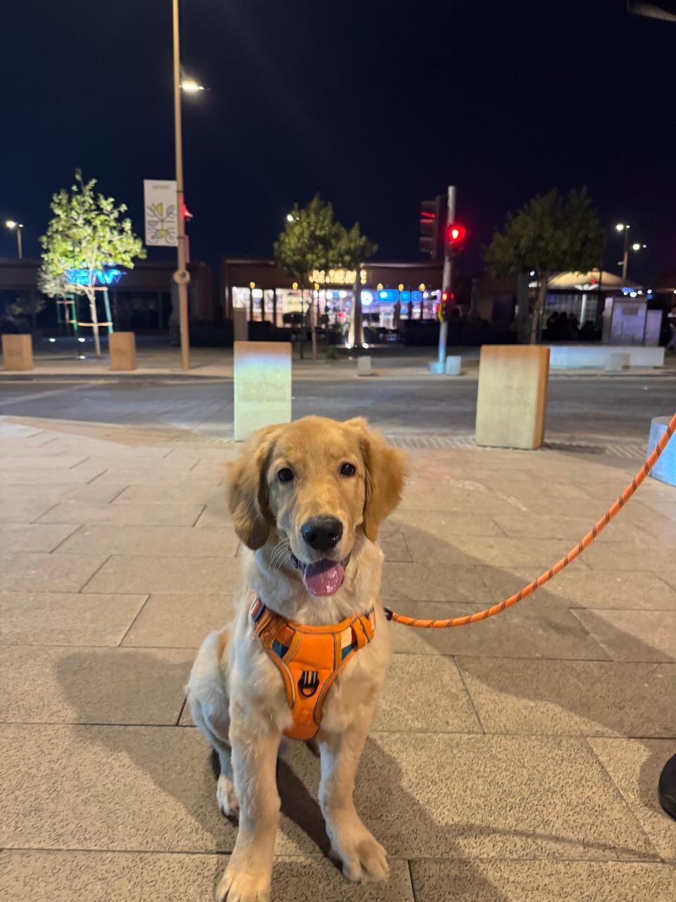 Olaya, Pet Supplies, SAR 4500,  4.5 Month Old Male Golden Retriever
