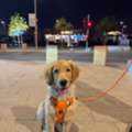 SAR 4500,  4.5 Month Old Male Golden Retriever