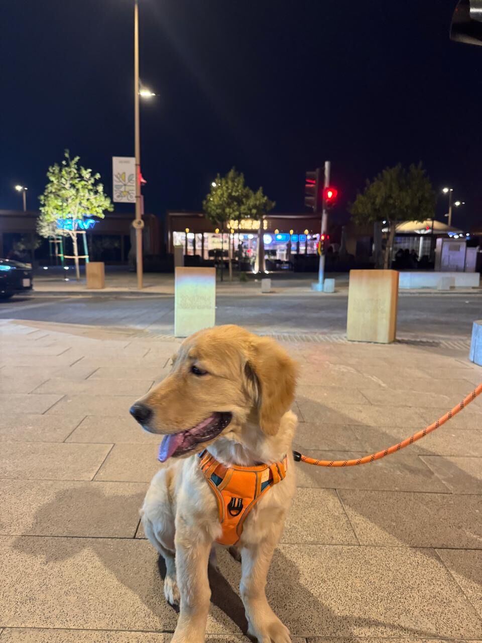 Olaya, Pet Supplies, SAR 4500,  4.5 Month Old Male Golden Retriever