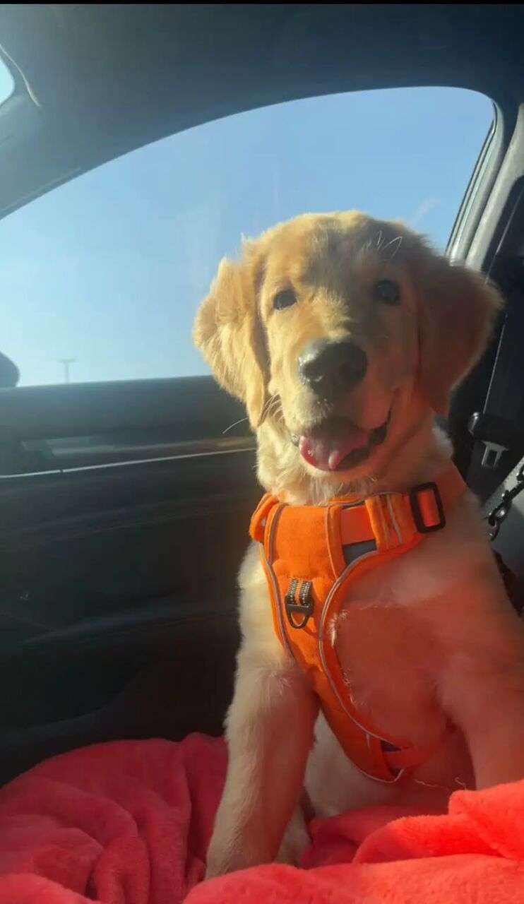 Olaya, Pet Supplies, SAR 4500,  4.5 Month Old Male Golden Retriever
