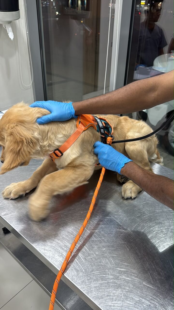 Olaya, Pet Supplies, SAR 4500,  4.5 Month Old Male Golden Retriever