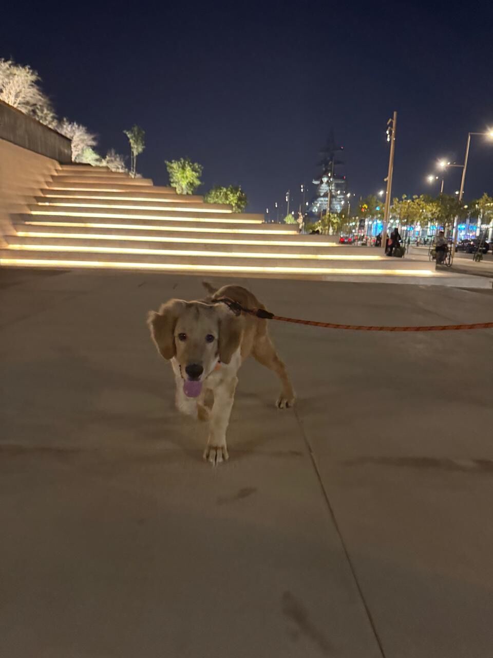 Olaya, Pet Supplies, SAR 4500,  4.5 Month Old Male Golden Retriever