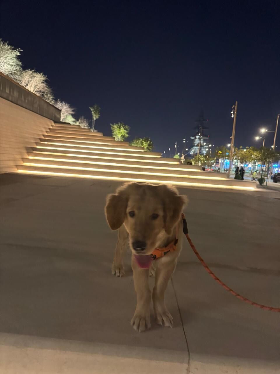Olaya, Pet Supplies, SAR 4500,  4.5 Month Old Male Golden Retriever