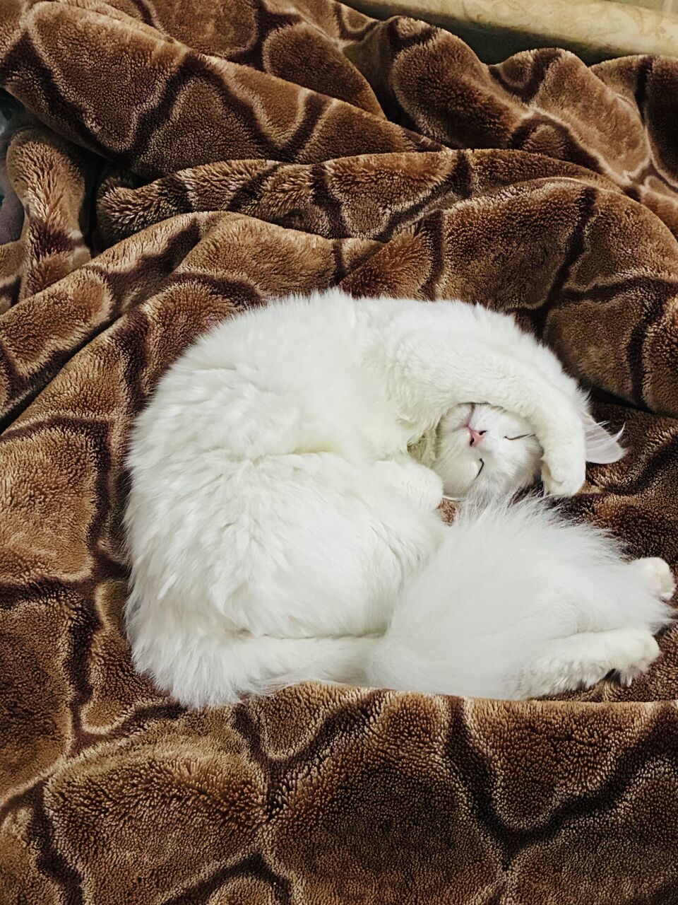 Khobar, Pet Adoption, Kitten For Adoption
