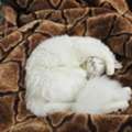 Kitten For Adoption