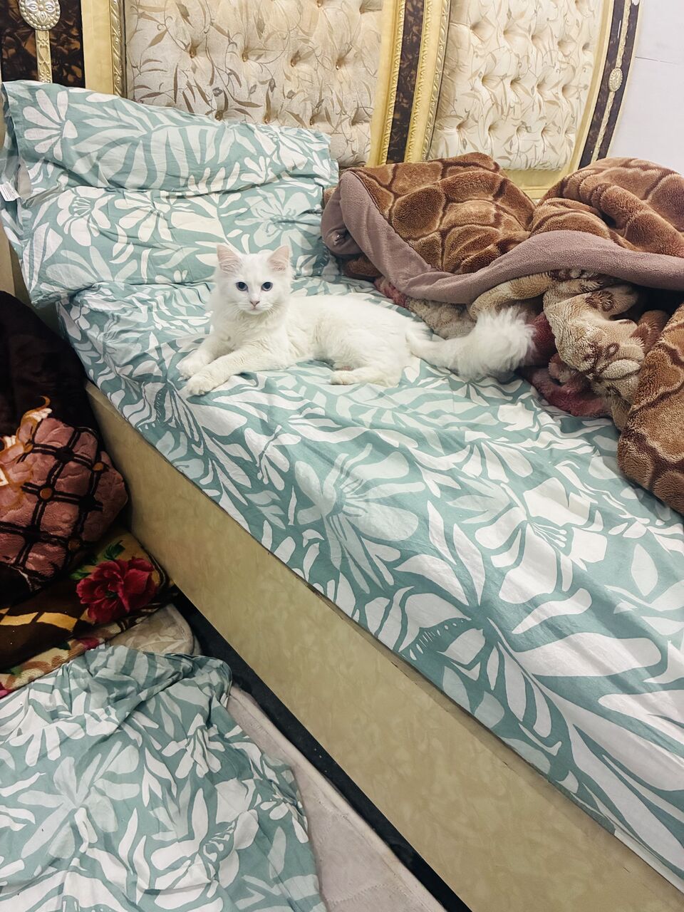 Khobar, Pet Adoption, Kitten For Adoption