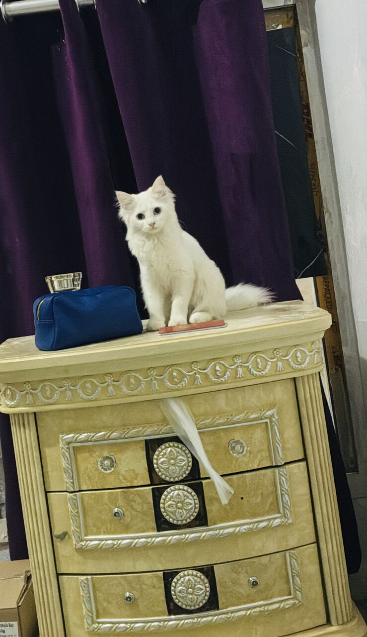 Khobar, Pet Adoption, Kitten For Adoption