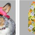 Clothes For Dogs And Cats That Bring Comfort And Everyday Style