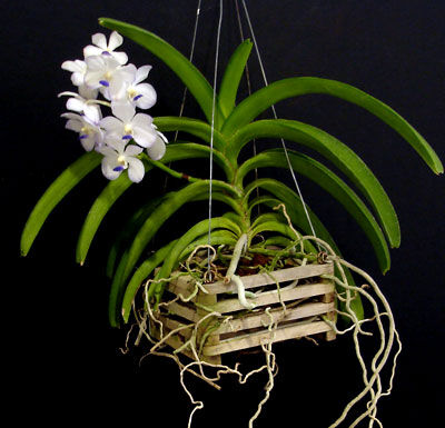 New York, Farm & Garden, USD 13,  Vanda Basket: The Perfect Choice For Healthy And Beautiful Orchids