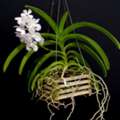 USD 13,  Vanda Basket: The Perfect Choice For Healthy And Beautiful Orchids