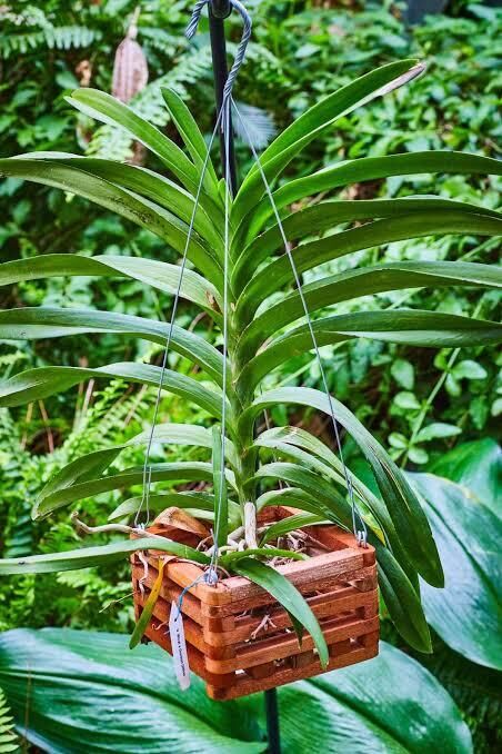 New York, Farm & Garden, USD 13,  Vanda Basket: The Perfect Choice For Healthy And Beautiful Orchids