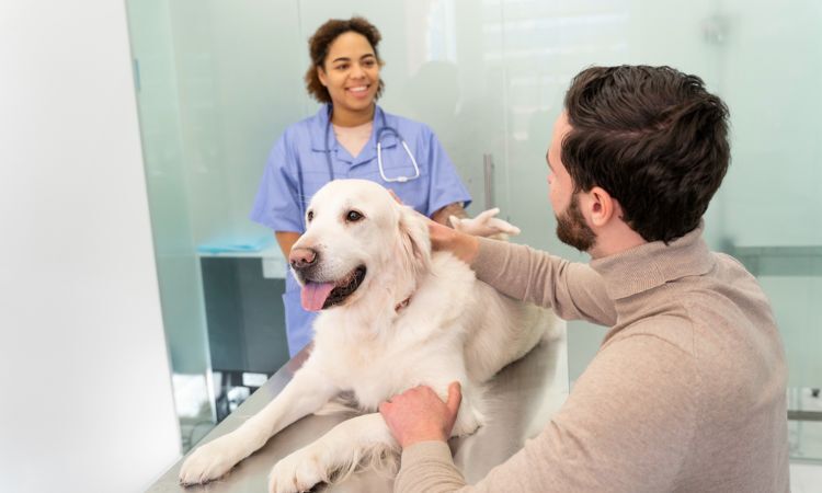New York, Health, Vet Near Me | Trusted Veterinary Care For Healthy Pets