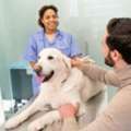 Vet Near Me | Trusted Veterinary Care For Healthy Pets