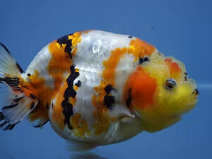 Austin, Pet Supplies, Fancy Goldfish For Sale
