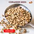 ZAR 01,  Bulk Coriander Seed For Food Manufacturers & Retailers