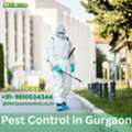Pest Control Services In Gurugram