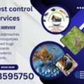 Pest Control Services