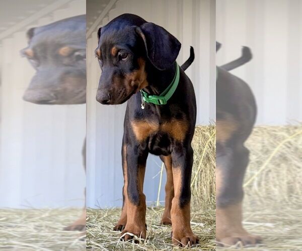 Riyadh, General, Doberman Pinscher Puppy