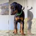 Doberman Pinscher Puppy